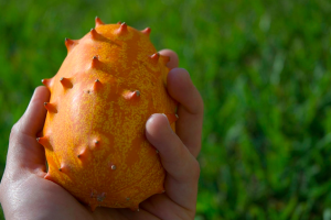 Orange Horned Melon Fruit